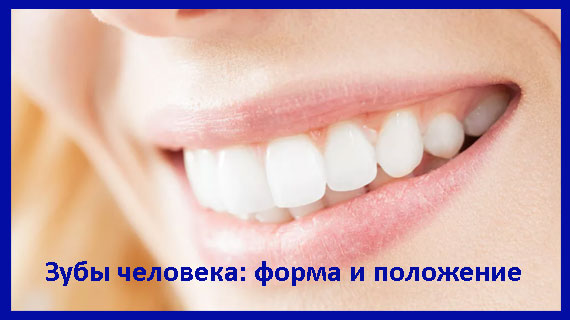 Зубы человека: форма и положение