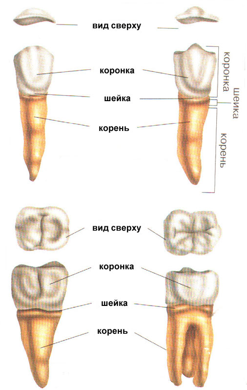 Типы зубов